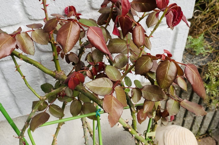 パーソナルトレーニングジム自由が丘