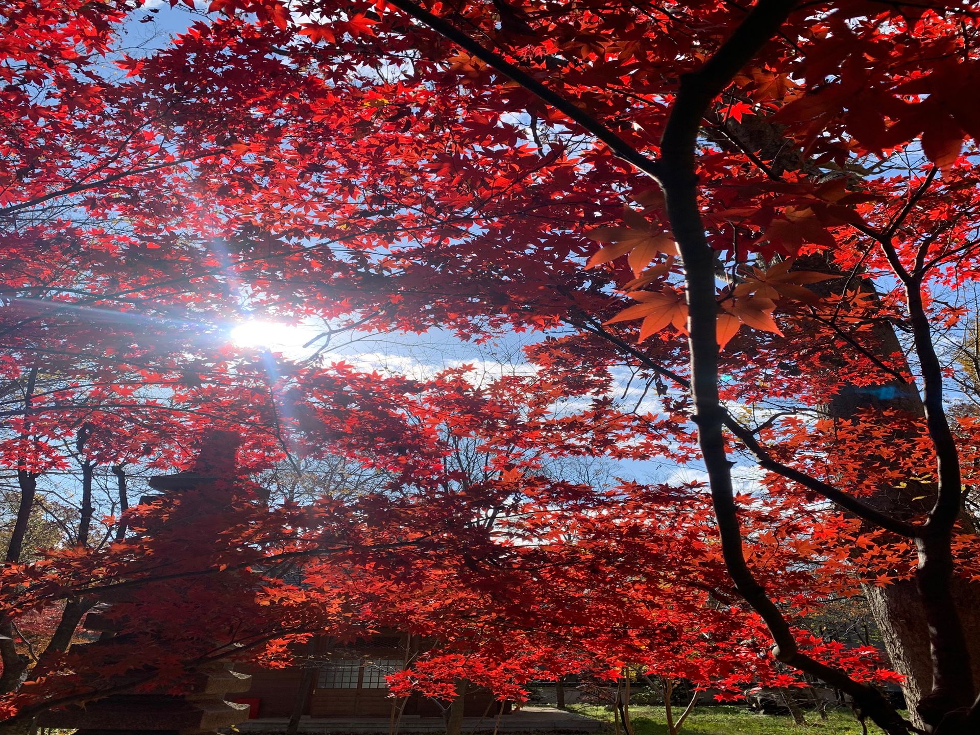 九品仏浄真寺の紅葉