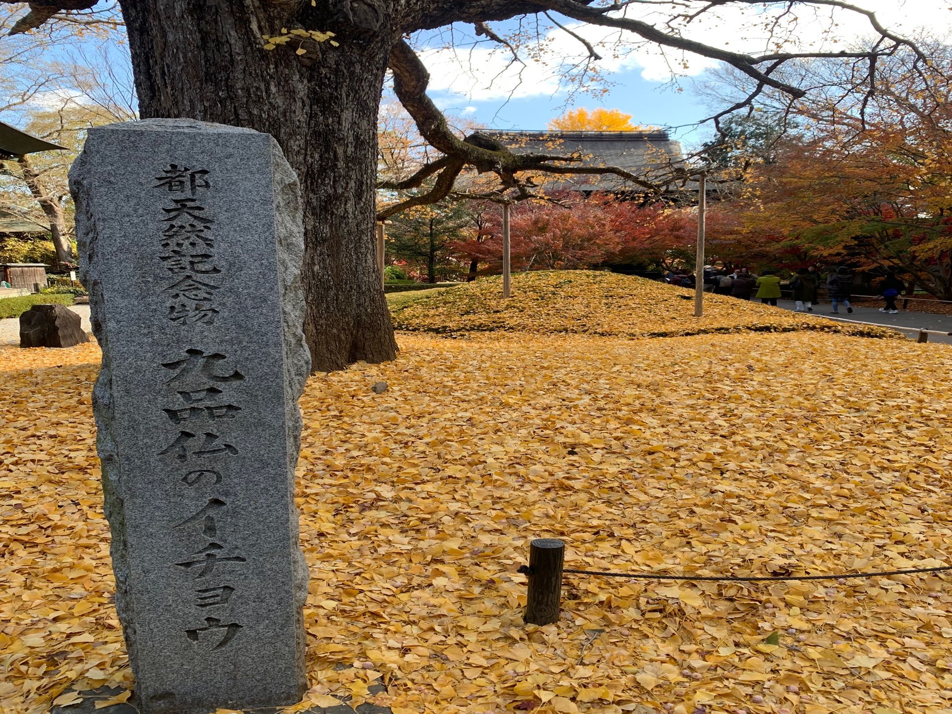 九品仏浄真寺の紅葉